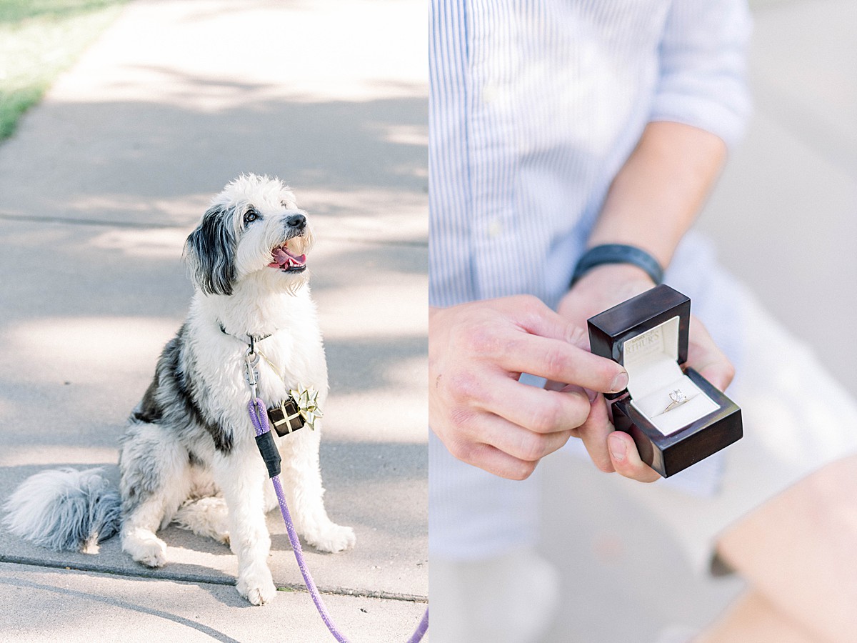 Surprise proposal with dogs